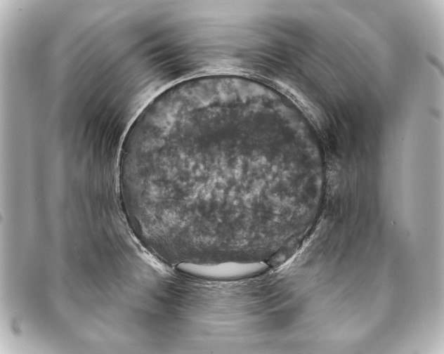 X0000095511236200712281431