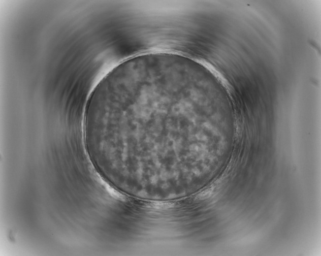 X0000095511294200712281429