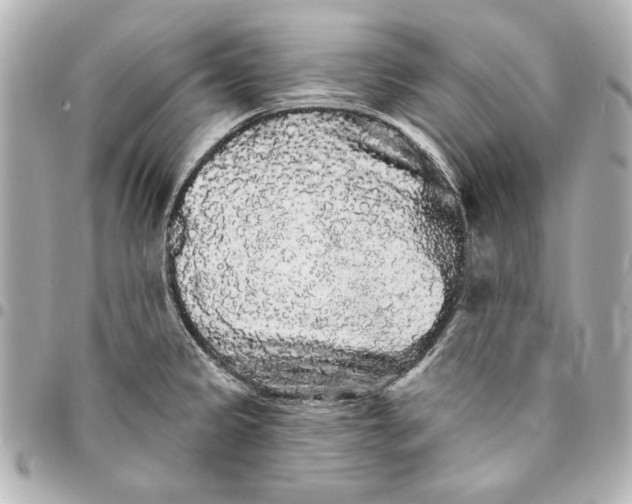 X0000095511333200712281429