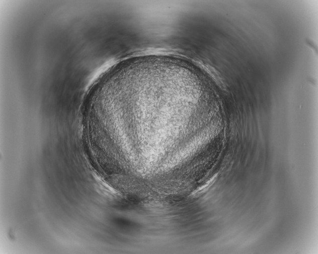 X0000095511406200712281427