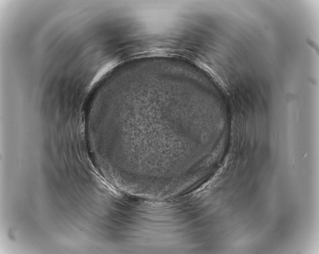X0000095511450200712281427