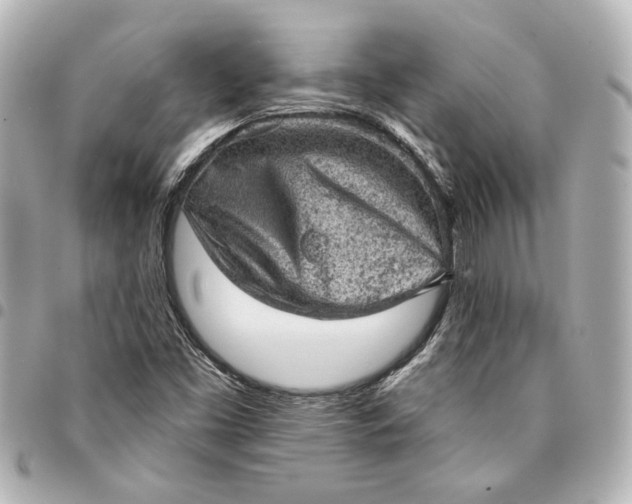 X0000095511453200712281427