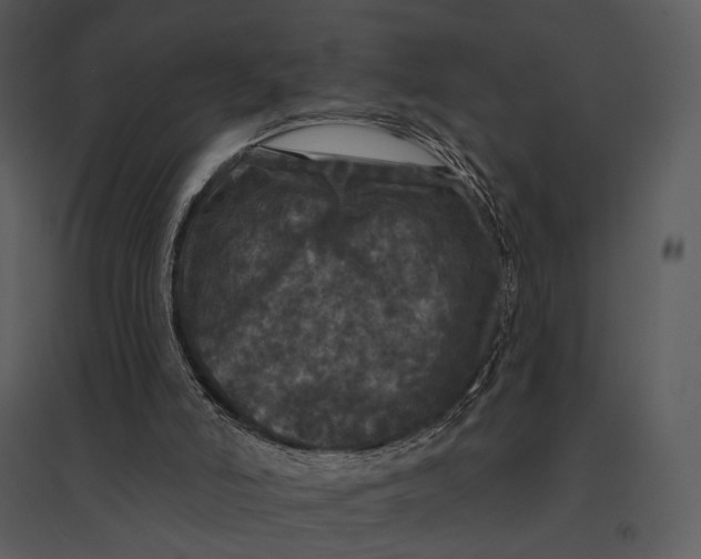 X0000095510006200801041211