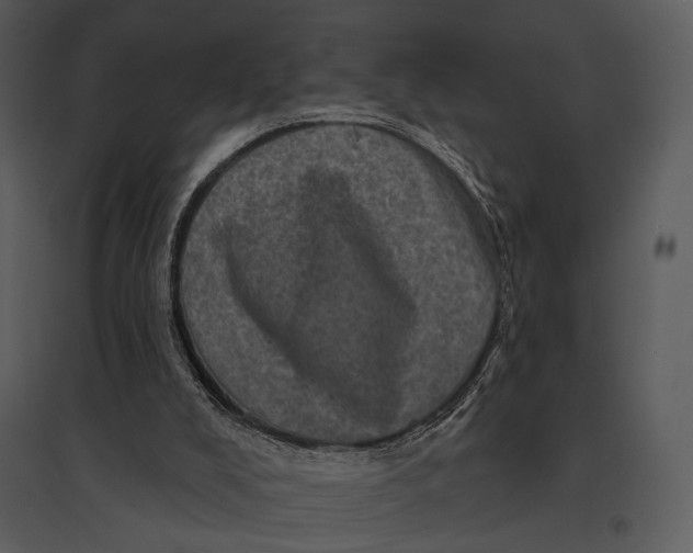 X0000095510008200801041211