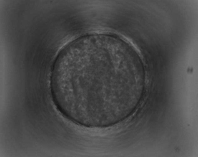 X0000095510010200801041211