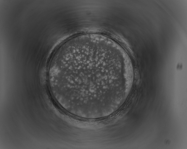 X0000095510012200801041211