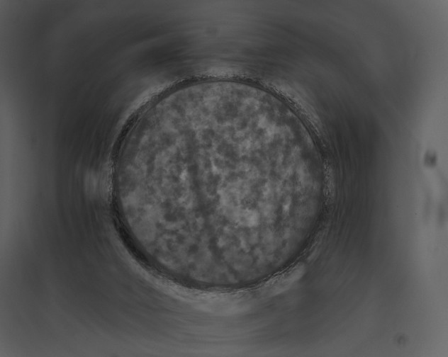 X0000095510016200801041211