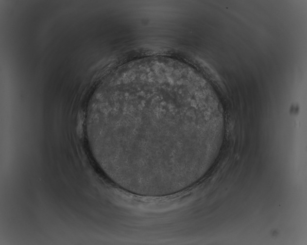 X0000095510026200801041210