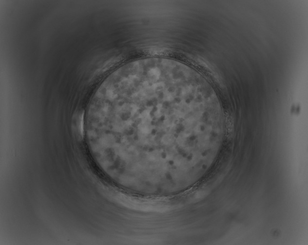 X0000095510028200801041210