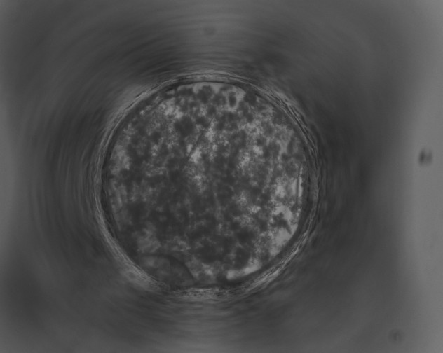 X0000095510049200801041209