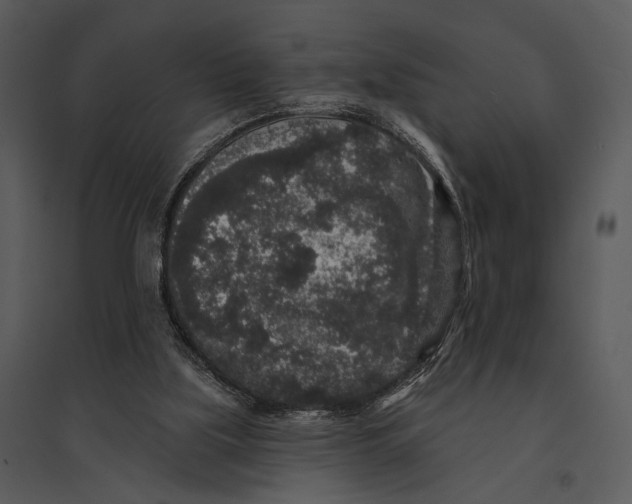 X0000095510059200801041210