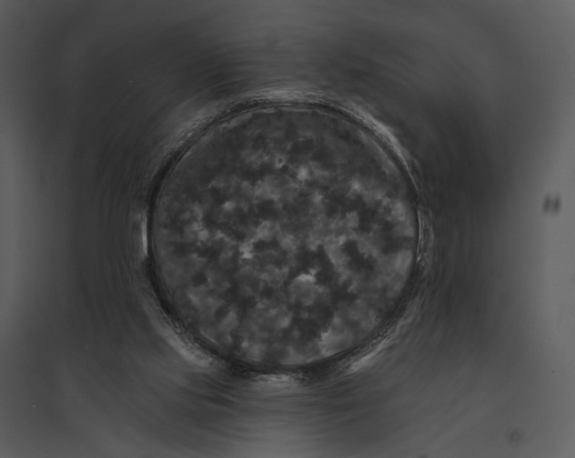 X0000095510061200801041210