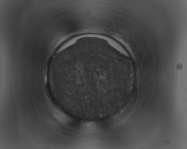 X0000095510062200801041210