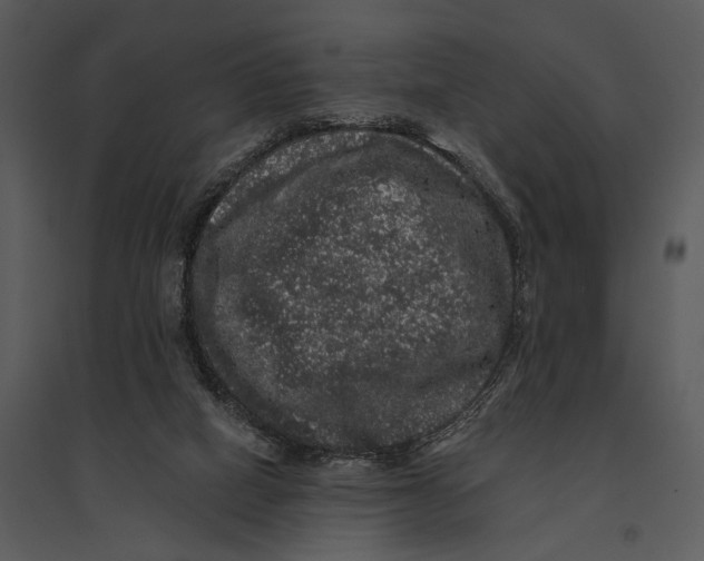 X0000095510066200801041210