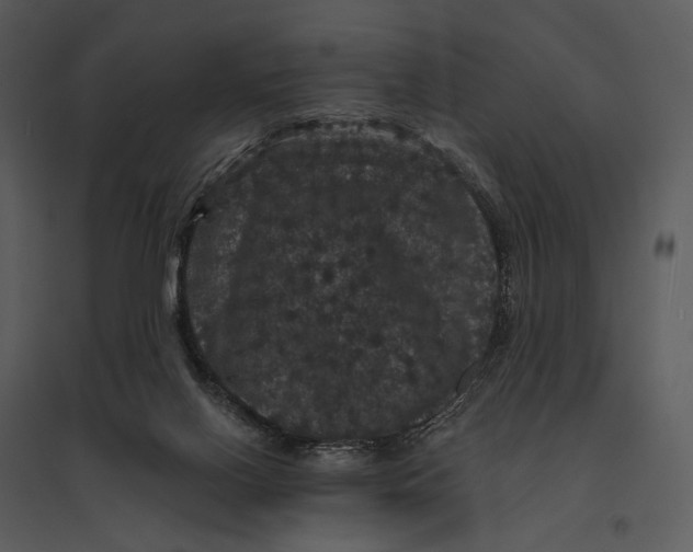 X0000095510070200801041210