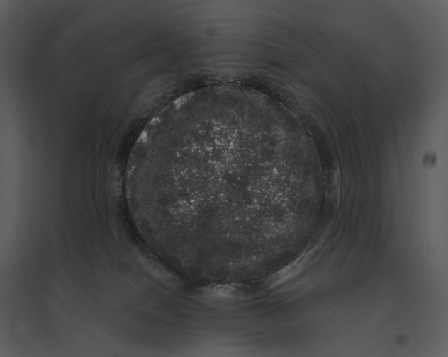 X0000095510086200801041210