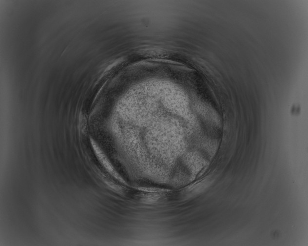 X0000095510096200801041210