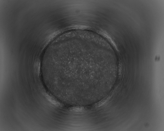 X0000095510110200801041209