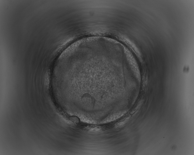 X0000095510113200801041209