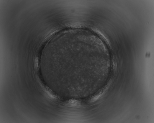 X0000095510117200801041209