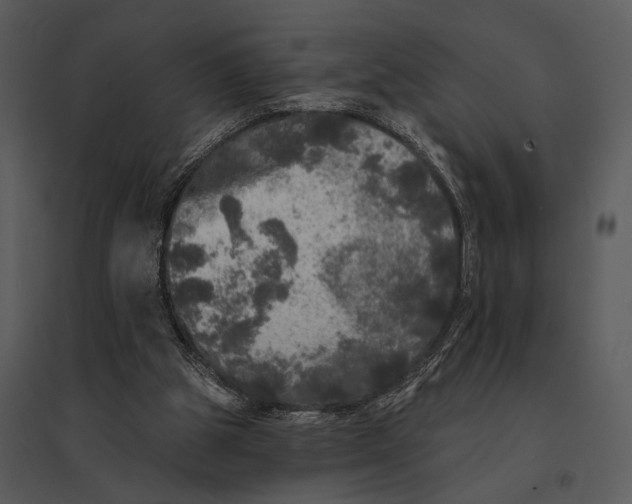 X0000095510153200801041208