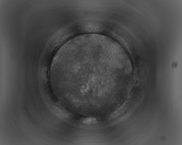 X0000095510162200801041208