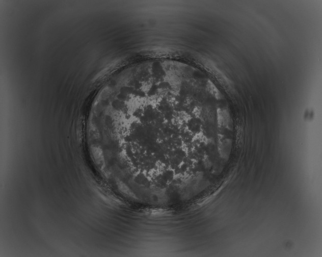 X0000095510165200801041208