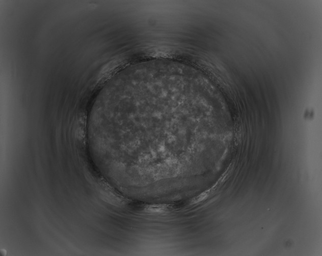 X0000095510175200801041208