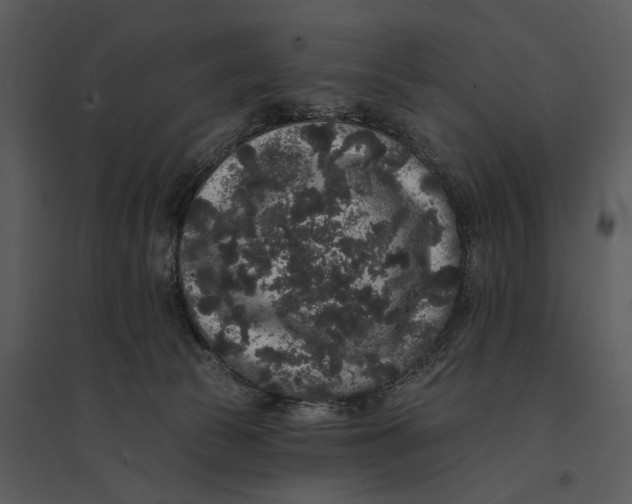 X0000095510177200801041208