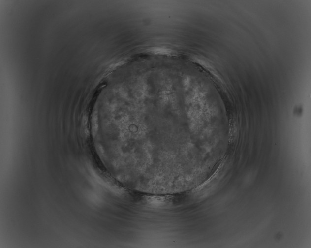 X0000095510187200801041209