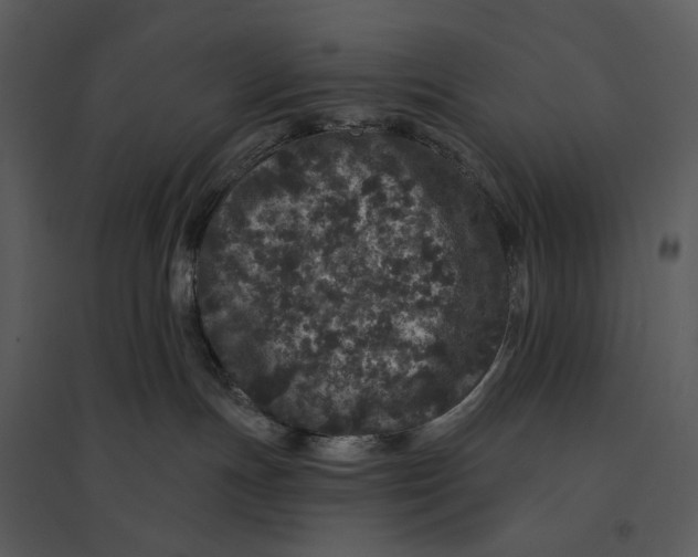 X0000095510191200801041209