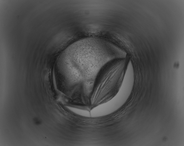 X0000095510225200801041207