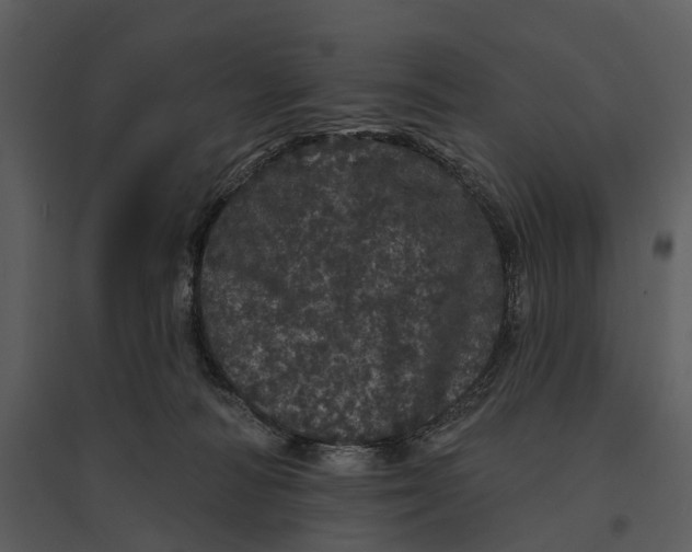 X0000095510226200801041207