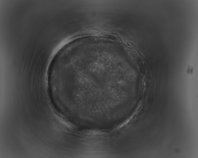 X0000095510246200801041207