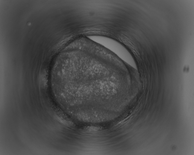 X0000095510255200801041207