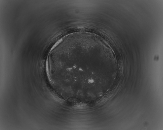 X0000095510278200801041207