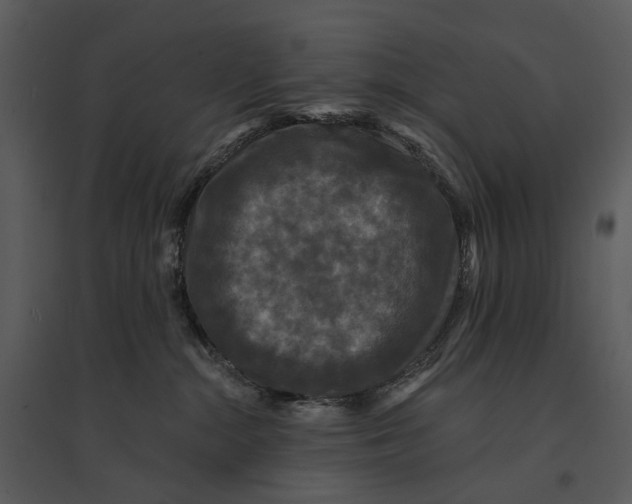 X0000095510284200801041207