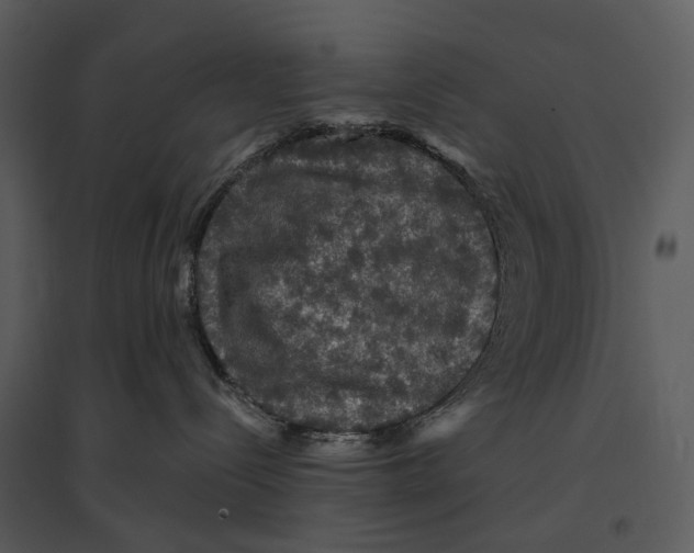 X0000095510288200801041207