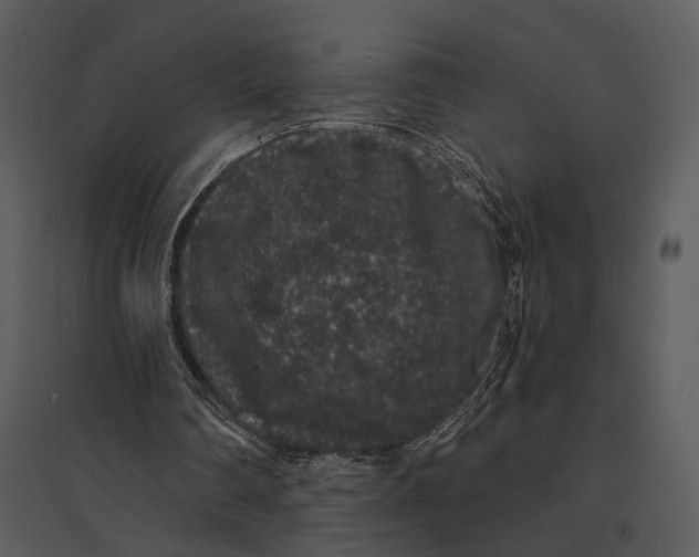 X0000095510290200801041206