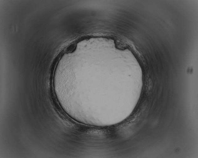 X0000095510299200801041206