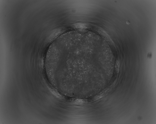 X0000095510330200801041206