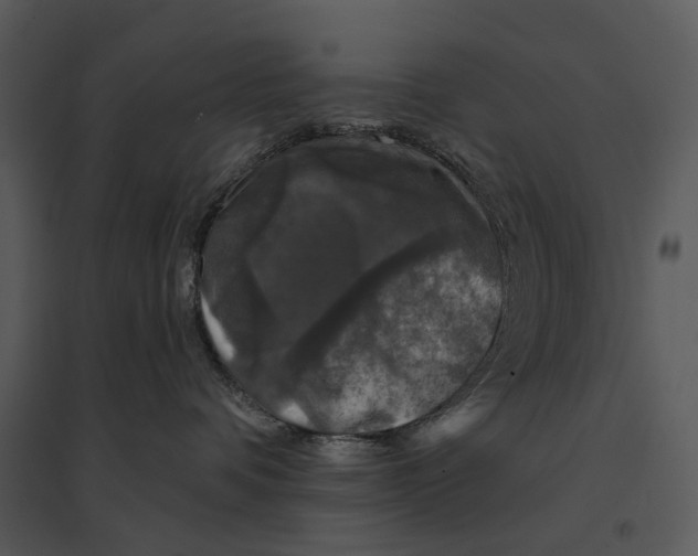 X0000095510336200801041206