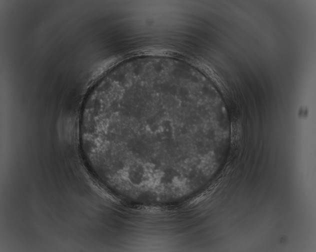 X0000095510349200801041205