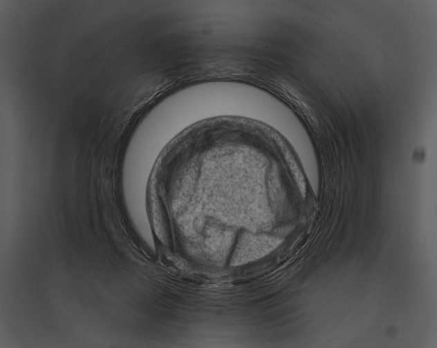 X0000095510362200801041205