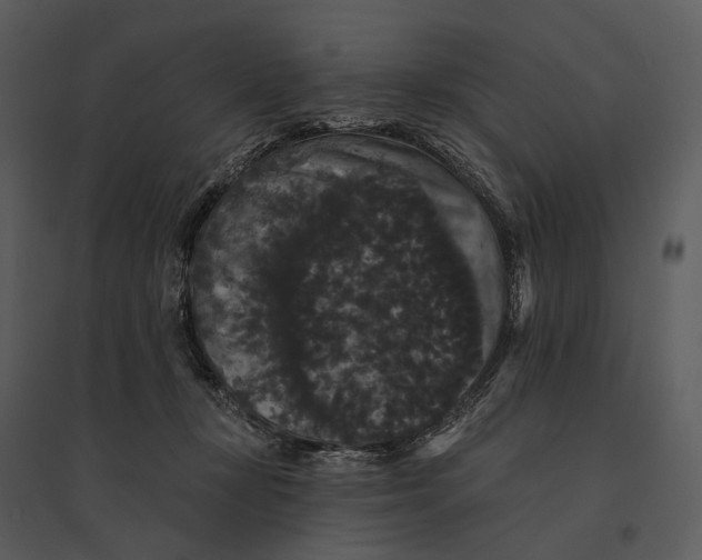 X0000095510367200801041206