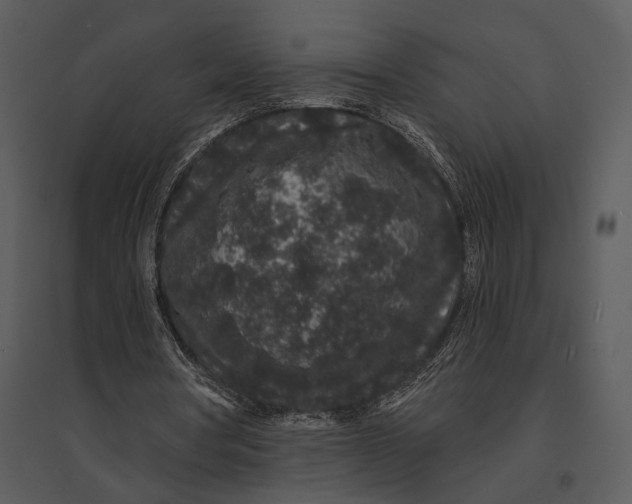 X0000095510386200801041205