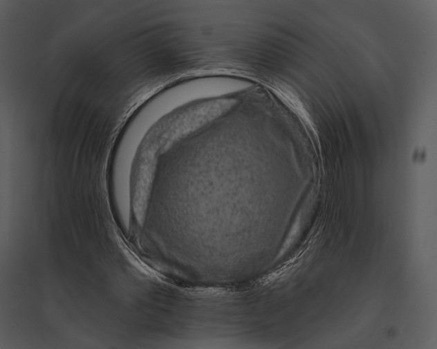 X0000095510389200801041205