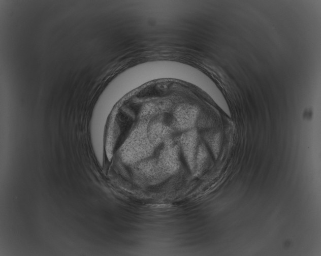 X0000095510429200801041204