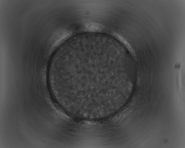 X0000095510442200801041204