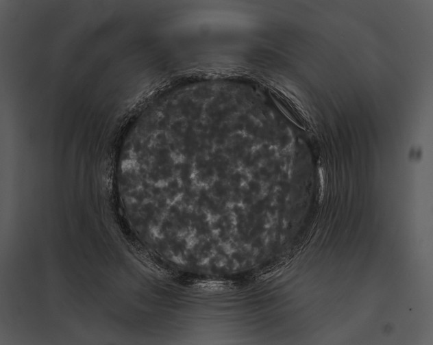 X0000095510499200801041203